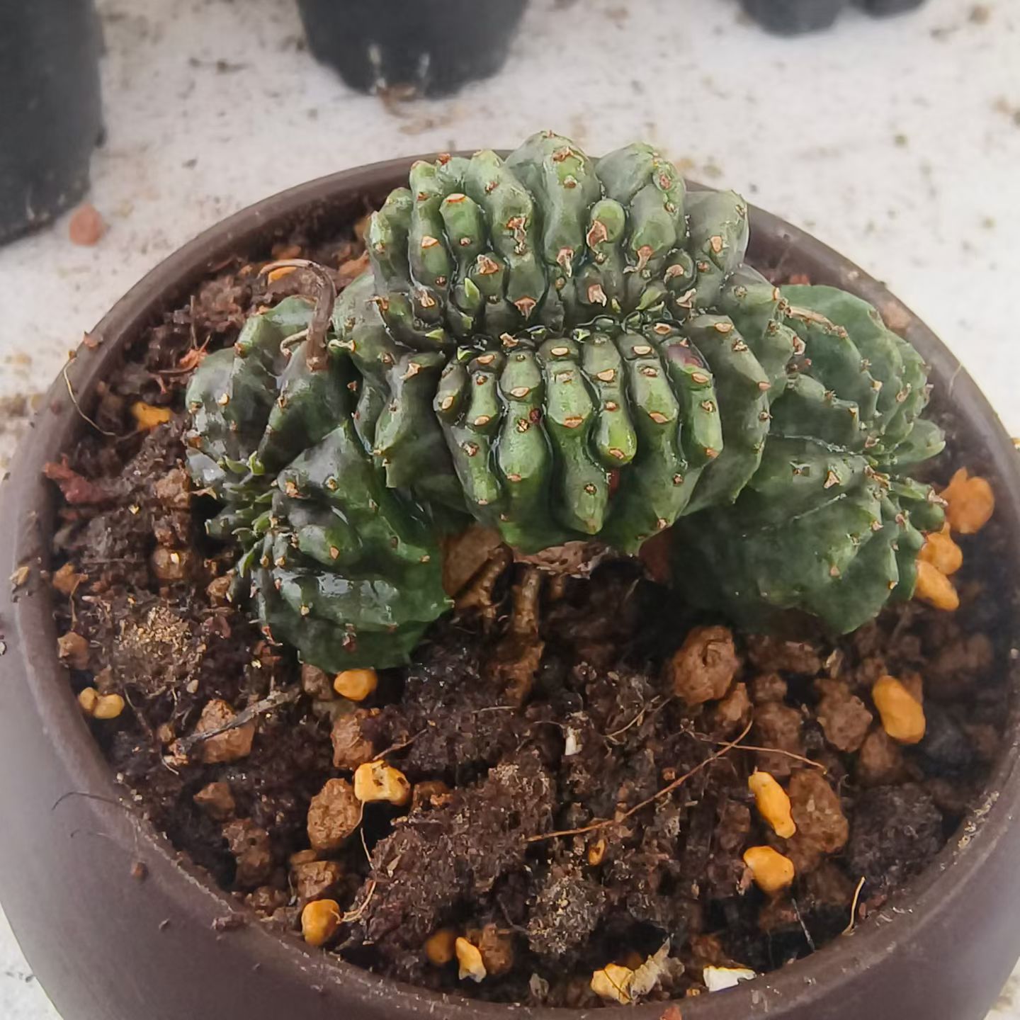 法利达缀化，侧芽株大戟科块根植物沙生桌面植物多肉包邮7/28