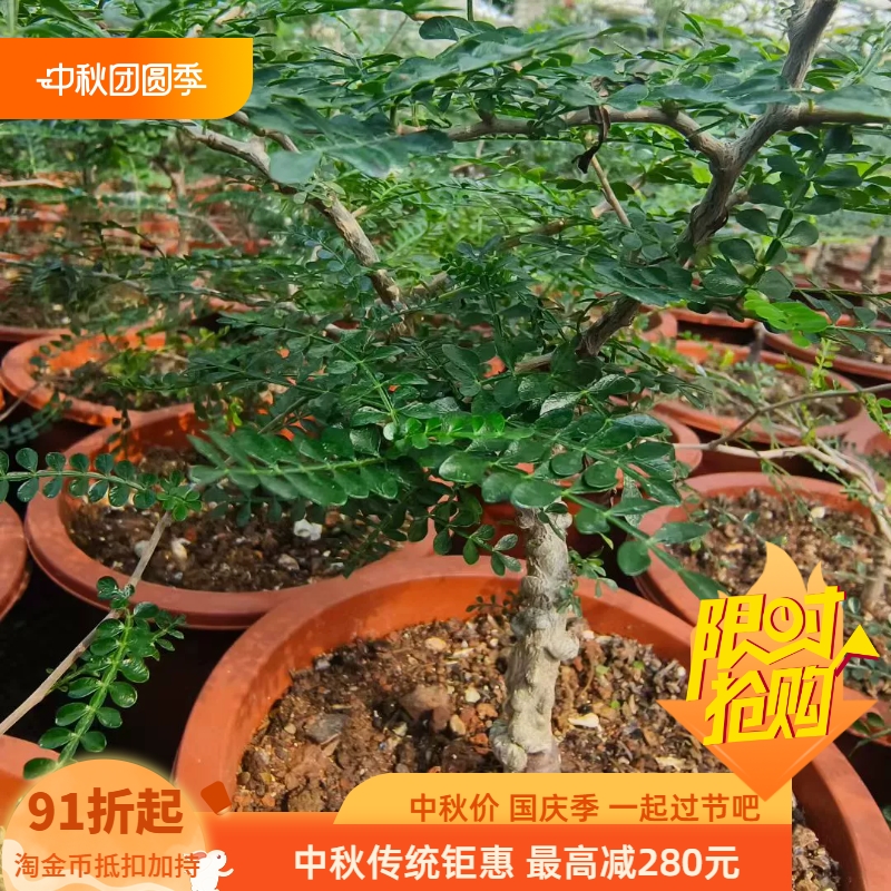 爆根巨瘤象足漆树苗，根粗接近2cn植物潮流多肉一物一拍8/30