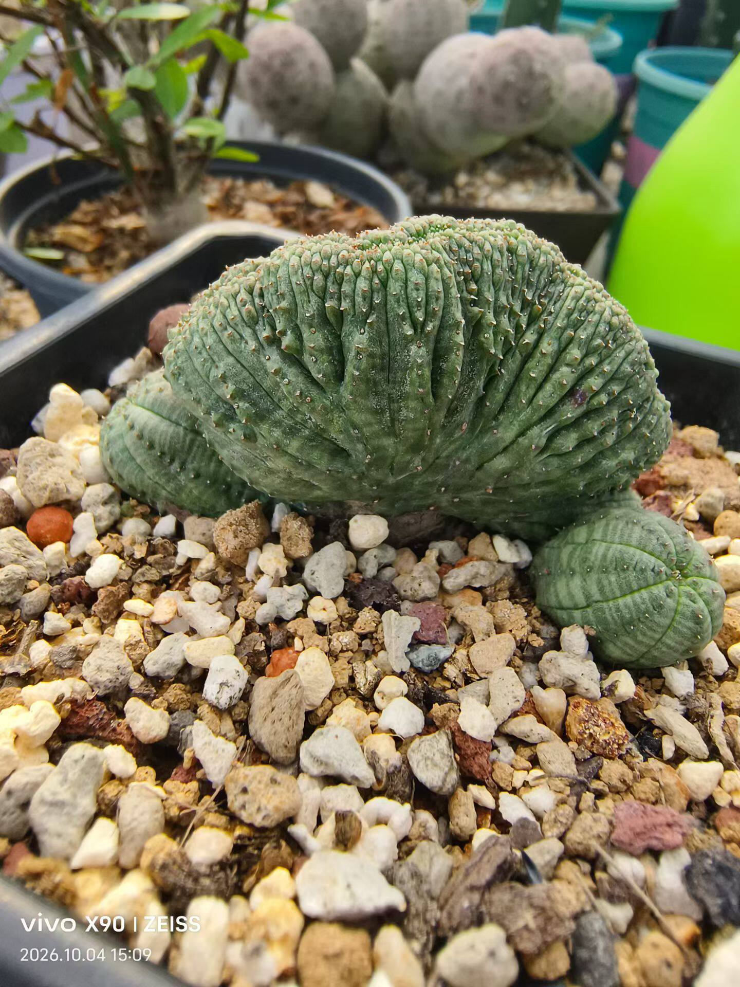 布纹球宽面包缀侧芽分株大戟科有型沙生懒人绿植一物一拍包邮10/6