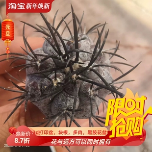 厚蜡质栗星玉粗黑刺大萝卜根4cm仙人球一物一拍多肉包邮稀有11/16