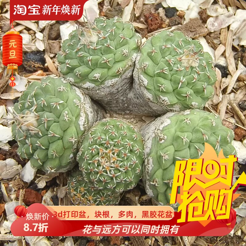 实生多头群生菊水,放漏出一群仙人球一物一拍室内盆栽包邮11/10