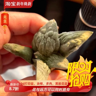 实生大形体怒涛/s47岩牡丹属懒人仙人球沙生绿植一物一拍2/12