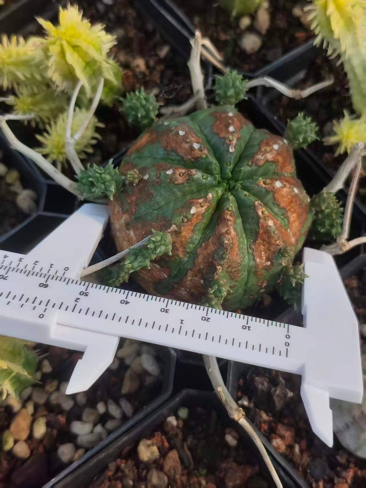 法丽达大戟稀有品种块根植物潮流懒人一物一拍包邮10/21