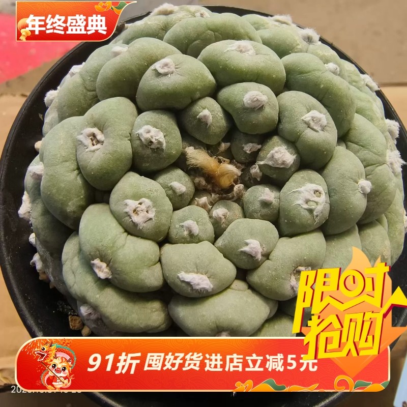 古田贝大疣草球自根株懒人桌面绿植稀有品多肉一物一拍包邮10/31