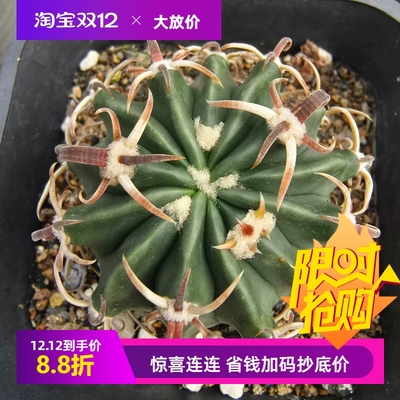 实生武藏凌波。品相好潮流仙人球室内盆栽稀有多肉包邮11/30