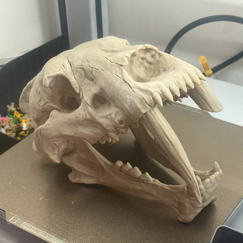 剑齿虎头骨化石复制品3d打印pla，petg静态模型装饰氛围摆件