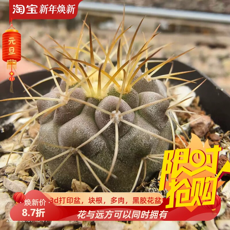 龙爪球实生安迪娜*鬼神龙 刺色好仙人球稀有品种多肉一物一拍2/8