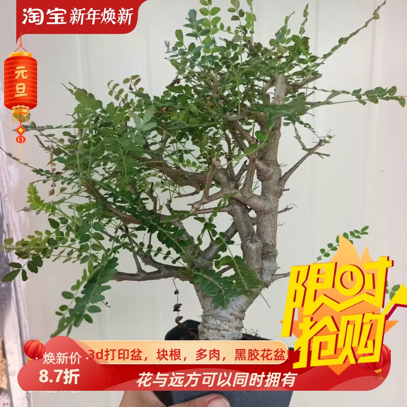 特选尼嘞达乳香粗壮老桩沙生块根植物一物一拍室内盆栽包邮11/2