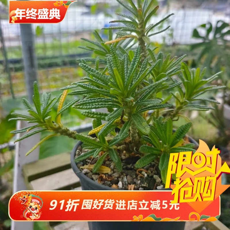 泡泡叶巨硫桑群生株块根超值价室内盆栽多肉一物一拍包邮10/27