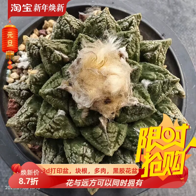 老家龟甲牡丹岩牡丹属懒人仙人球桌面多肉室内盆栽一物一拍9/4
