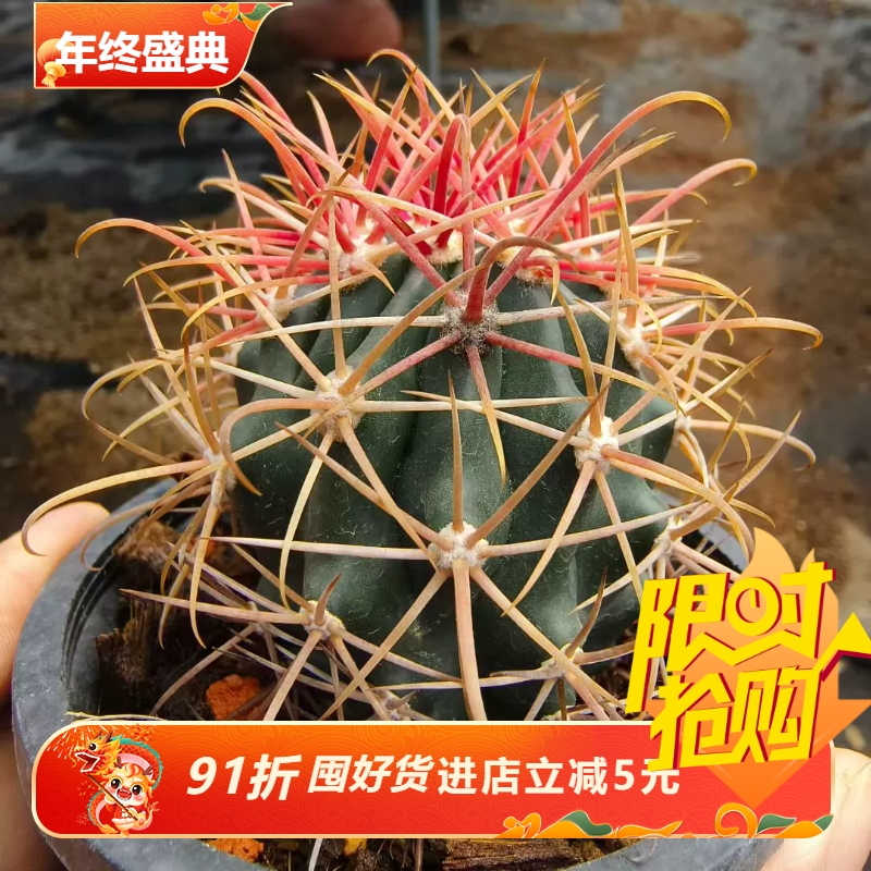 红冠龙狂刺球属仙人球潮流绿植一物一拍多肉包邮稀有品种包邮7/8