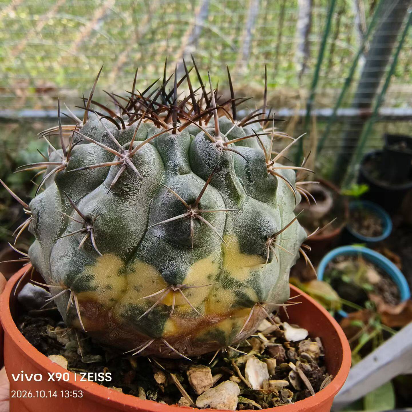 欧系实生锦7cm龙爪球属仙人球植物懒人绿植一物一拍包邮10/15