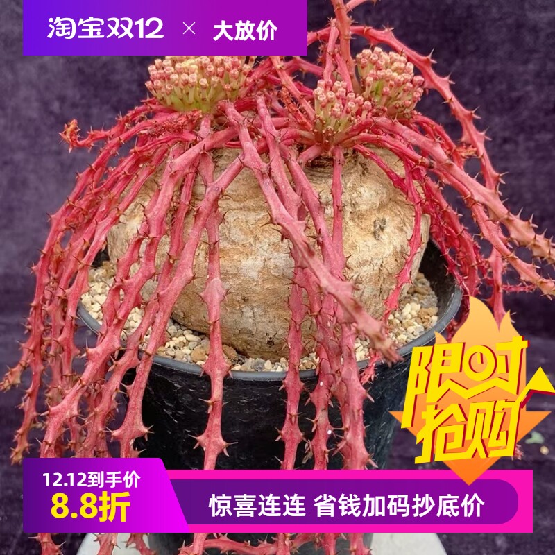 蓬莱岛大戟大戟科潮流懒人块根植物一物一拍稀有品种包邮3/3