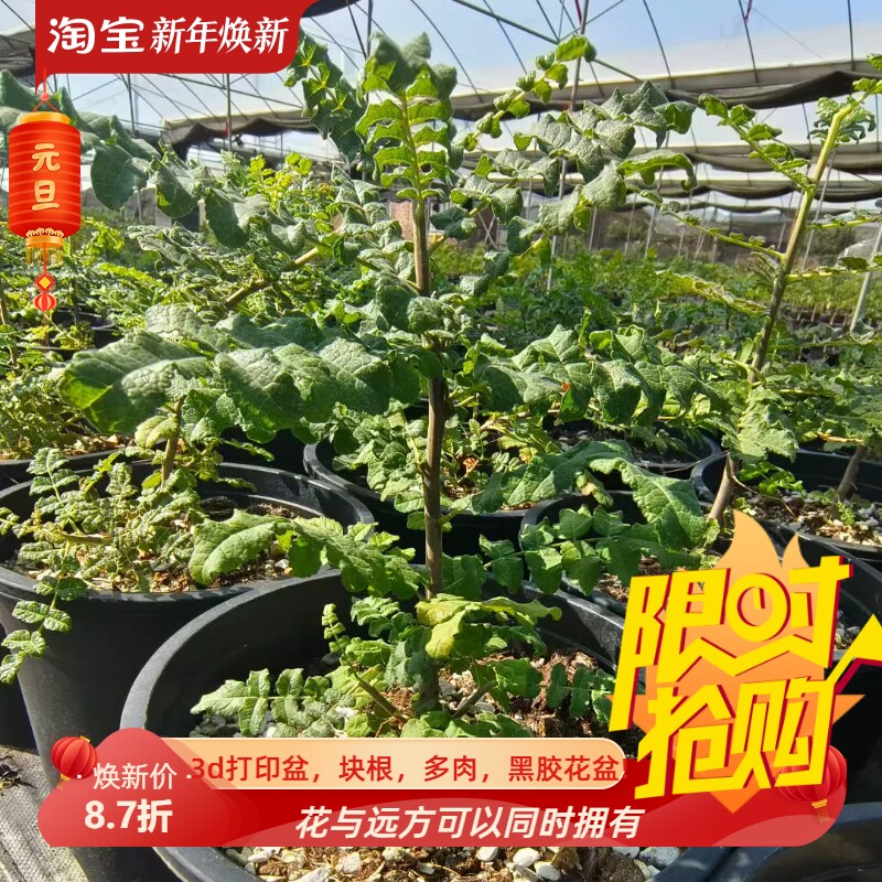 阿曼乳香乳香橄榄科块根潮流懒人沙生绿植桌面一物一拍多肉11/22
