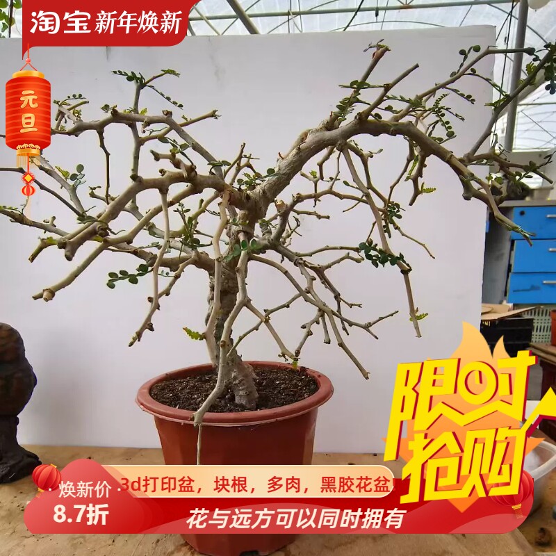 实生象足漆树超值价出懒人块根多肉植物一物一拍稀有品包邮7/25