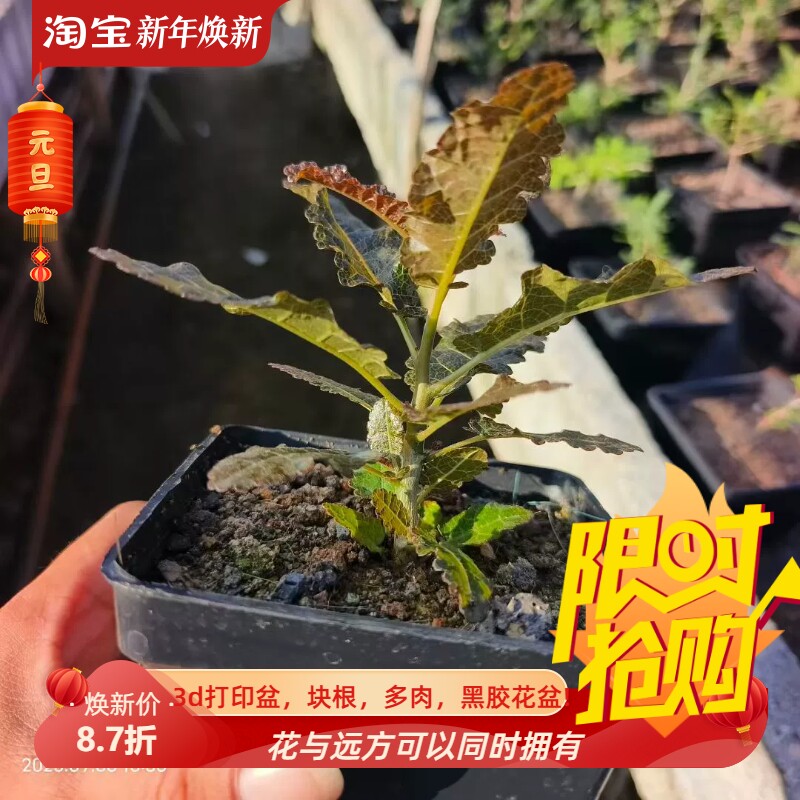 实生娜娜乳香橄榄科稀有品种择优发货潮流一物一拍多肉包邮9/7