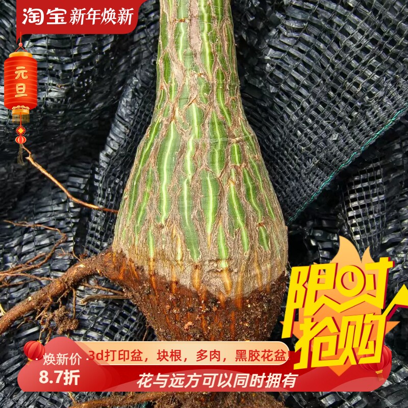 绿纹大圆龟甲木棉龟裂漂亮懒人沙生室内盆栽多肉一物一拍8/20