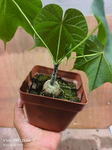 小火桐，超可爱圆球块根植物潮流多肉一物一拍包邮9/2