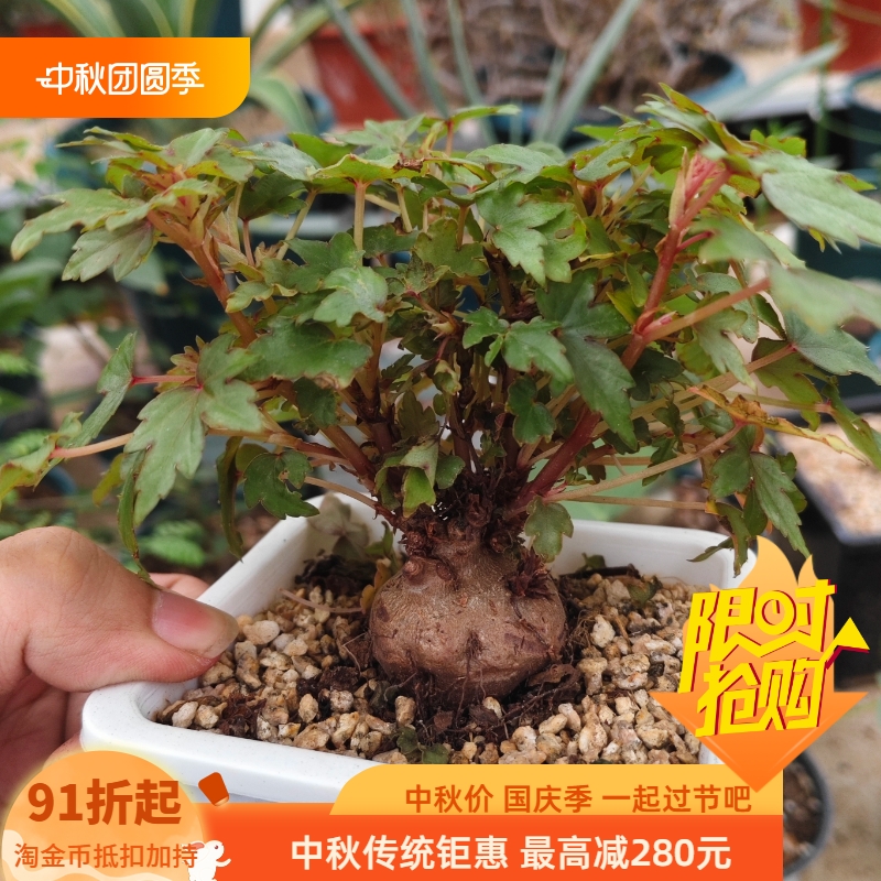 开普敦秋海棠潮流块根秋海棠多肉植物一物一拍稀有品种包邮7/24