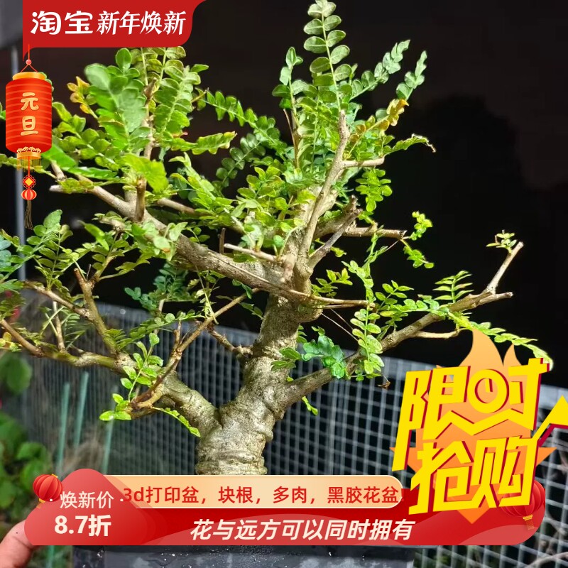 尼嘞达乳香。巨粗植干带盆品种择优发货潮流一物一拍多肉包邮9/7