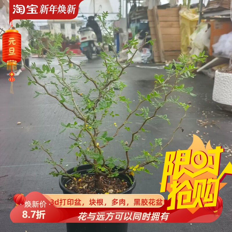 多枝条滔天橄榄块根植物室内盆栽稀有品种多肉一物一拍包邮9/24