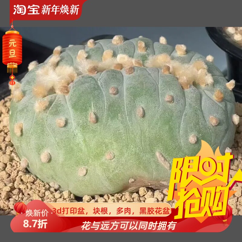 大面包分株缀大萝卜根9.5×7.5仙人球小众绿植一物一拍多肉12/13