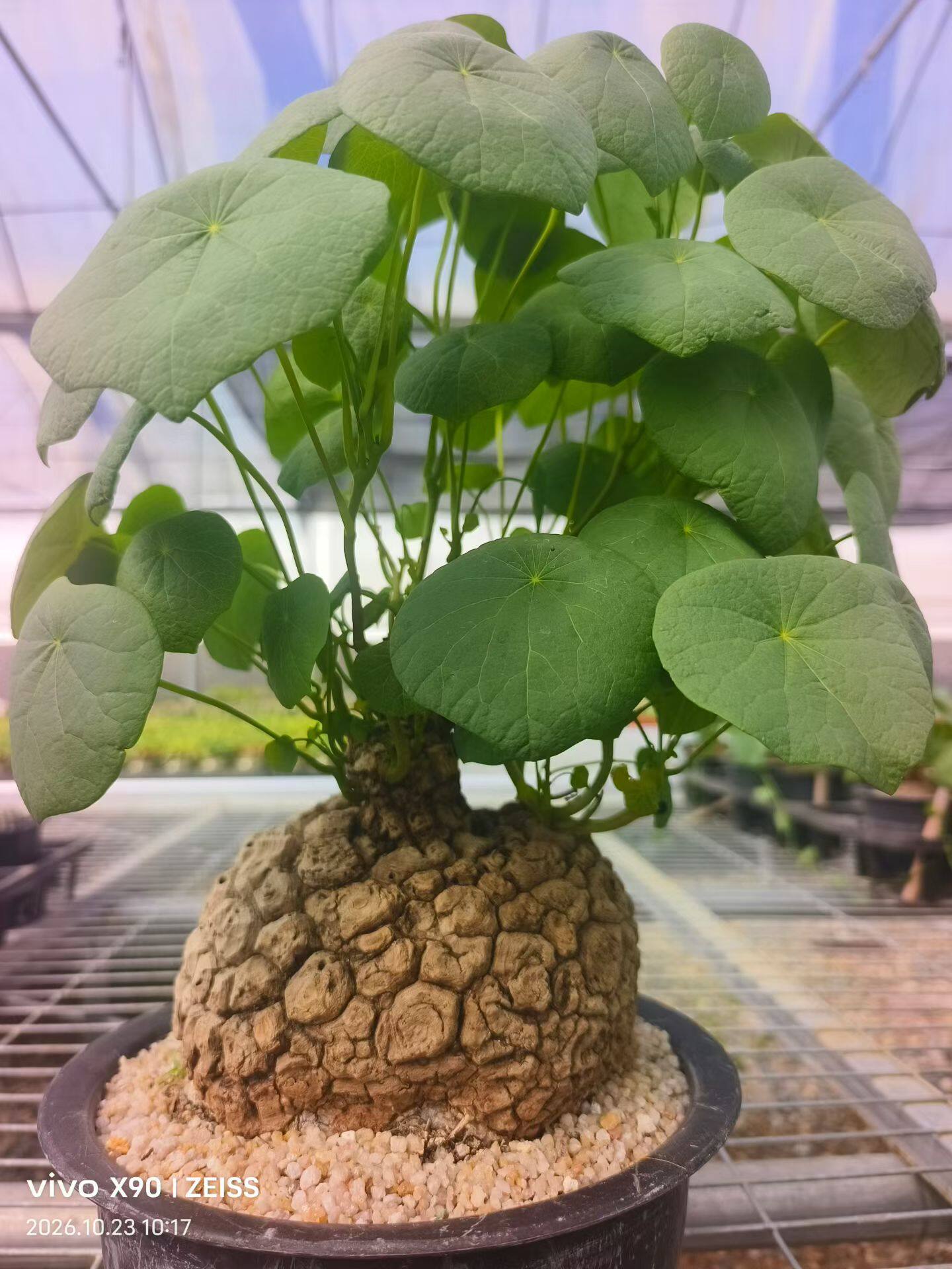龙甲龟块根植物多肉植物潮流懒人一物一拍包邮10/22