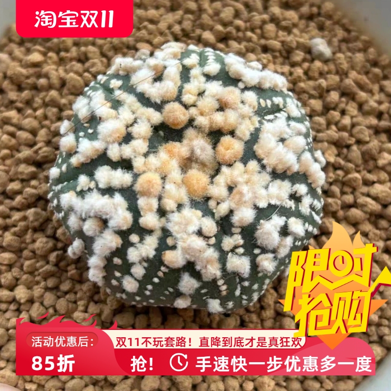 泰系实生花园兜/p51星兜属潮流仙人球一物一拍稀有品种包邮7/19