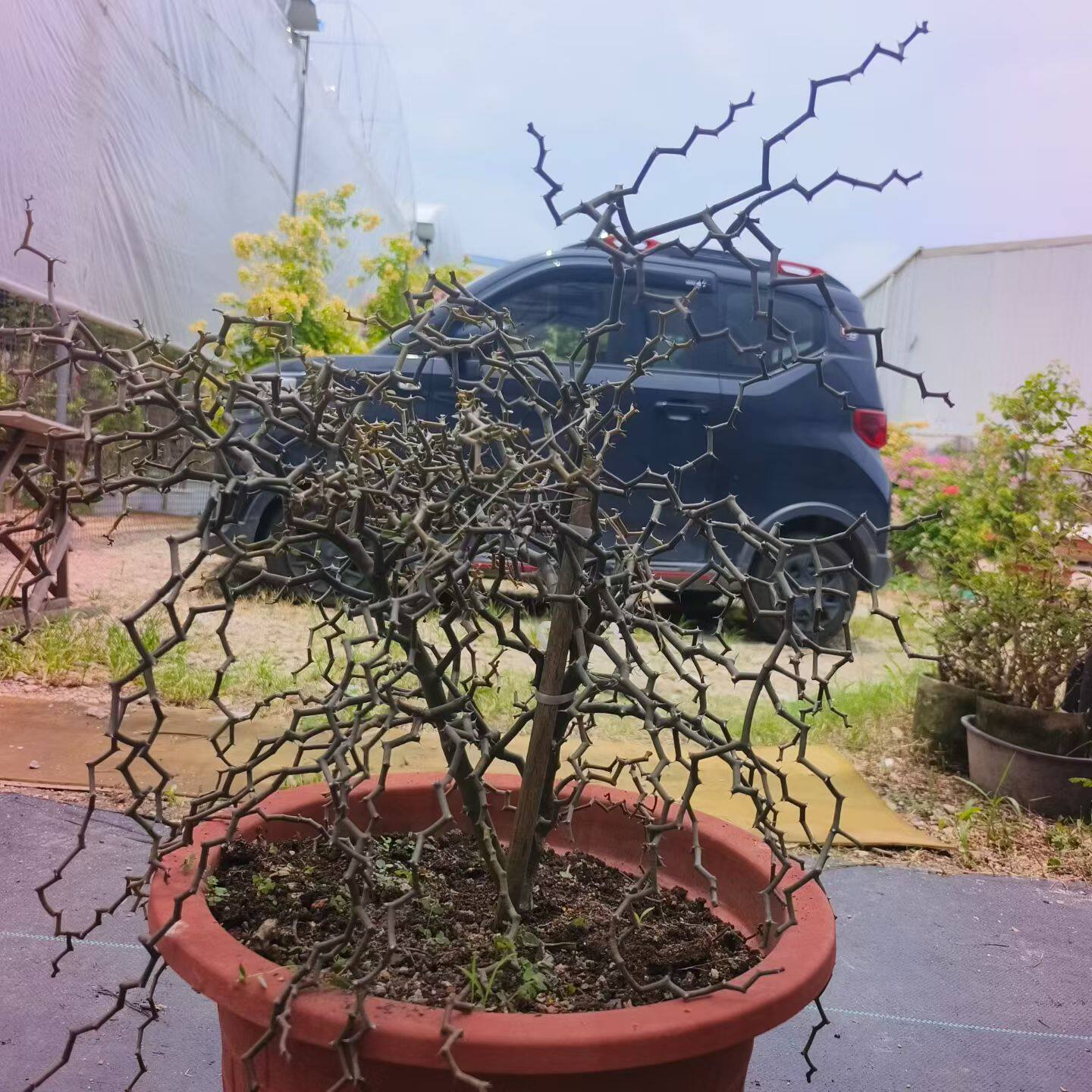 弯曲龙多肉植物，潮流意境感块根多肉潮流懒人稀有一物一拍6/26