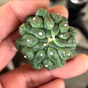 实生悟空兜/13星球属仙人球潮流懒人稀有绿植一物一拍多肉4/6