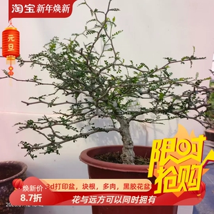 爆瘤象足漆树带盆发货块根多肉稀有室内盆栽一物一拍多肉包邮9/12