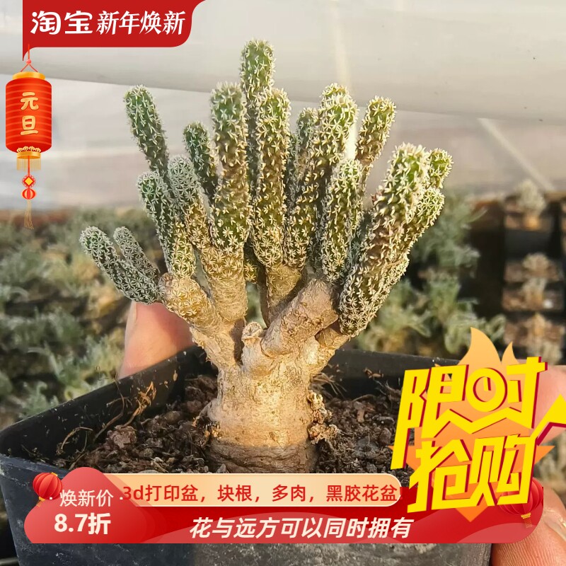 迷你牧师仙人球老桩子一物一拍稀有品种萝卜根潮流多肉包邮12/10