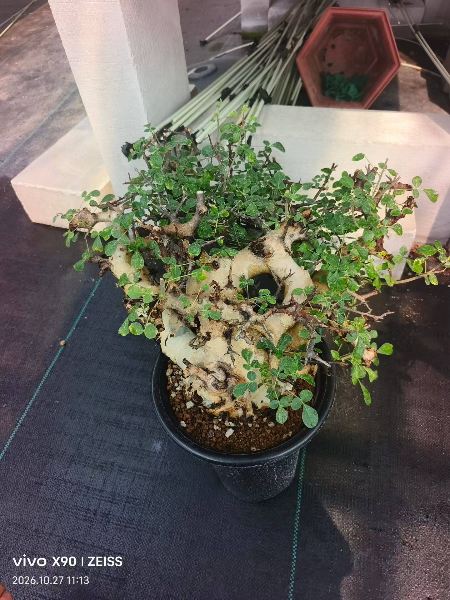 马萨比特橄榄，熟桩潮流懒人块根植物稀有品种多肉一物一拍10/27