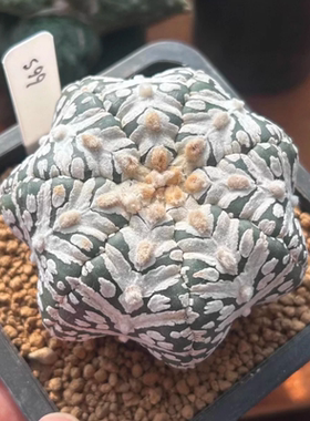 实生海星体宽密超兜V兜/s99星球属仙人球稀有多肉一物一拍1/31