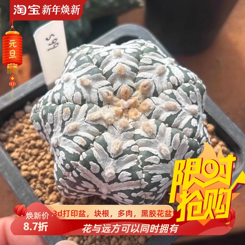 实生海星体宽密超兜V兜/s99星球属仙人球稀有多肉一物一拍1/31