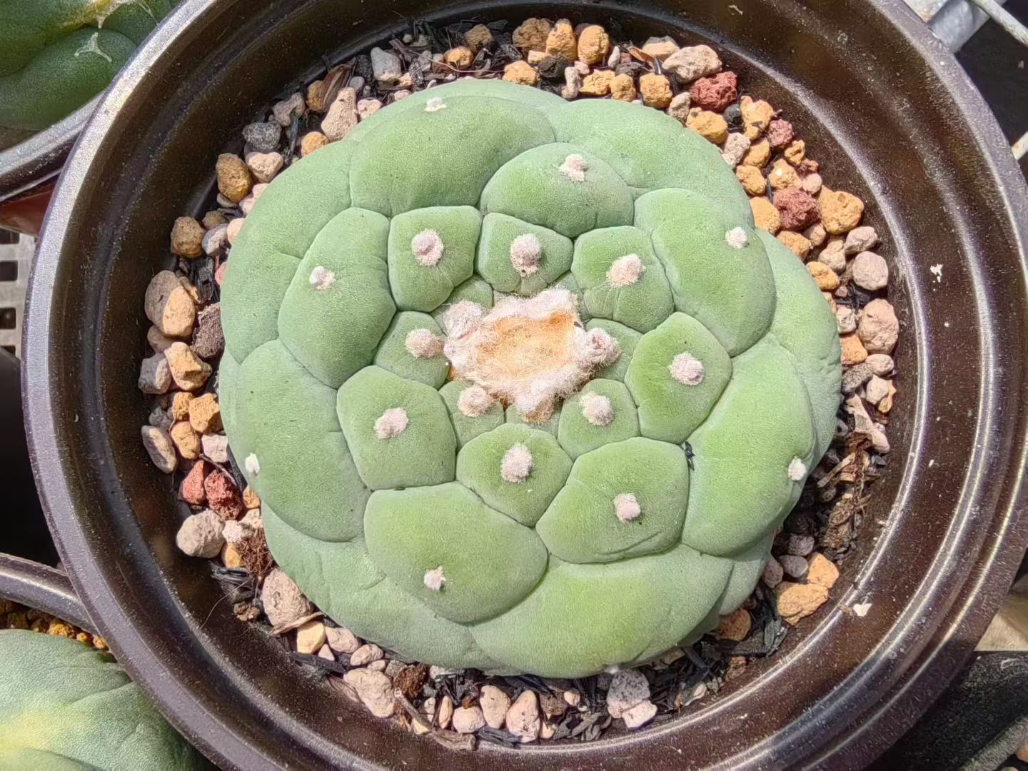 萝卜根大疣无刺草球懒人仙人球植物潮流多肉一物一拍7/17