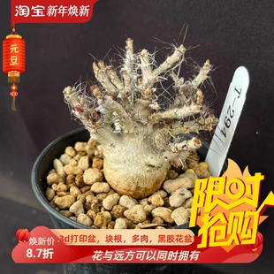 索马里麻风树潮流懒人沙生块根植物潮流一物一拍室内盆栽包邮11/4