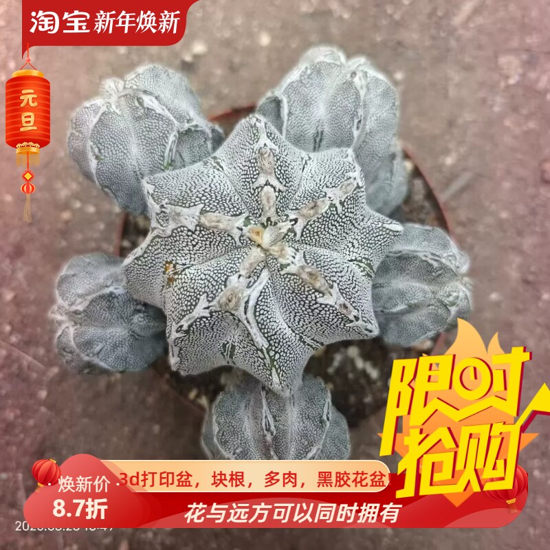 恩冢鸾凤玉大群生，自根根系刚冒出桌面室内盆栽多肉一物一拍8/23