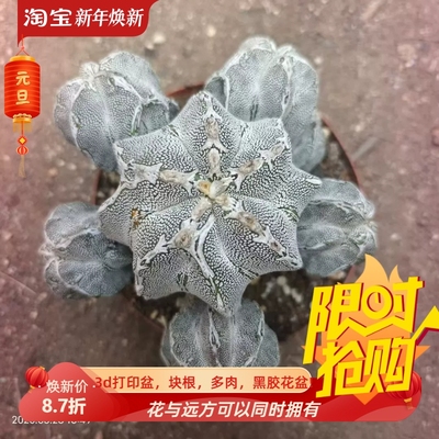 恩冢鸾凤玉大群生，自根根系刚冒出桌面室内盆栽多肉一物一拍8/23