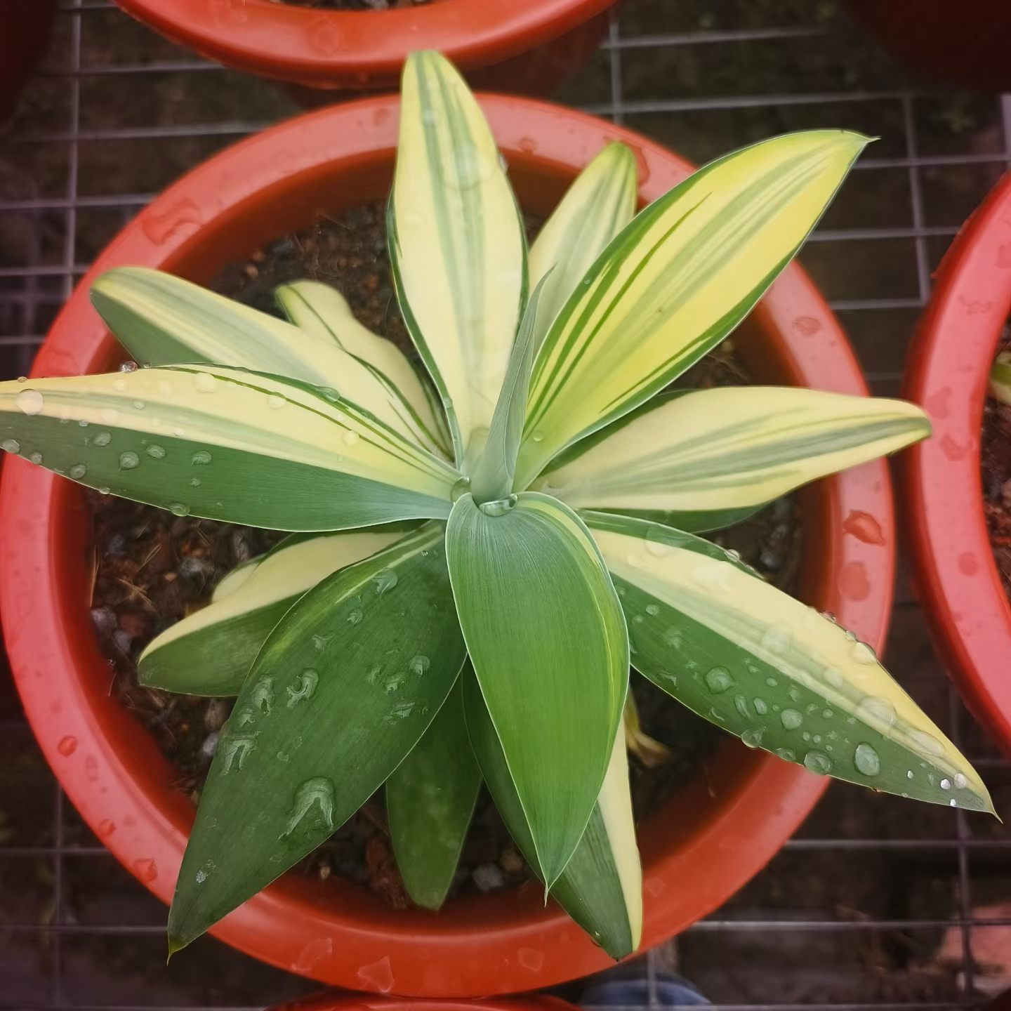狐尾兰锦桌面绿植稀有品种植物潮流多肉一物一拍7/18