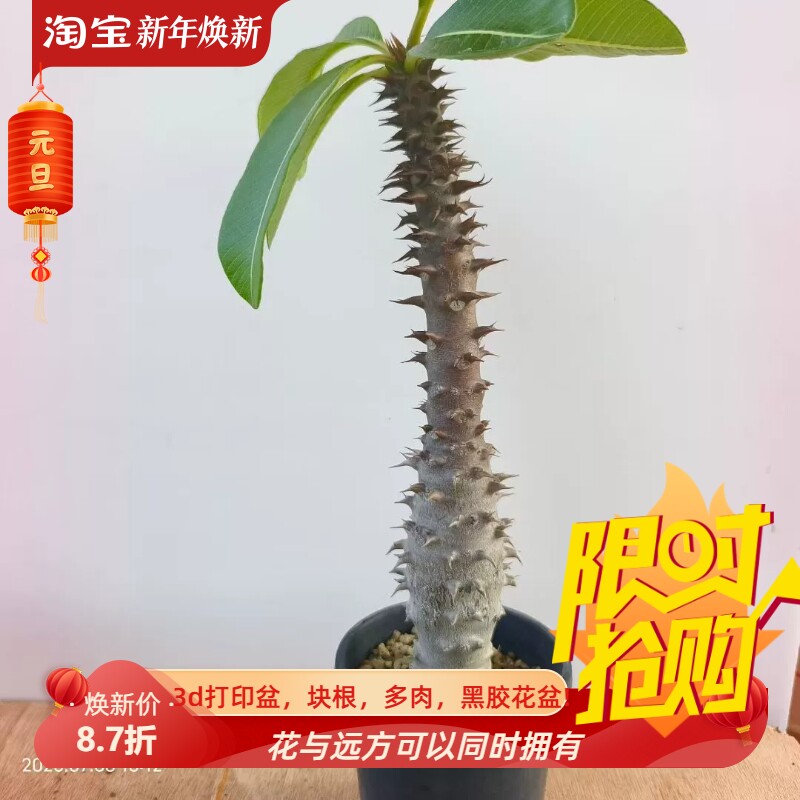 巴氏棒槌园艺棒棰树属块根熟桩子 潮流懒人桌面多肉一物一拍7/4