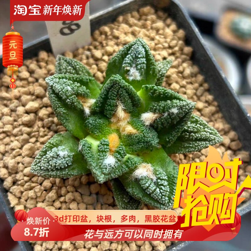泰系实生辛顿牡丹/s108岩牡丹属仙人球一物一拍稀有品种包邮7/19