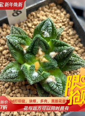 泰系实生辛顿牡丹/s108岩牡丹属仙人球一物一拍稀有品种包邮7/19