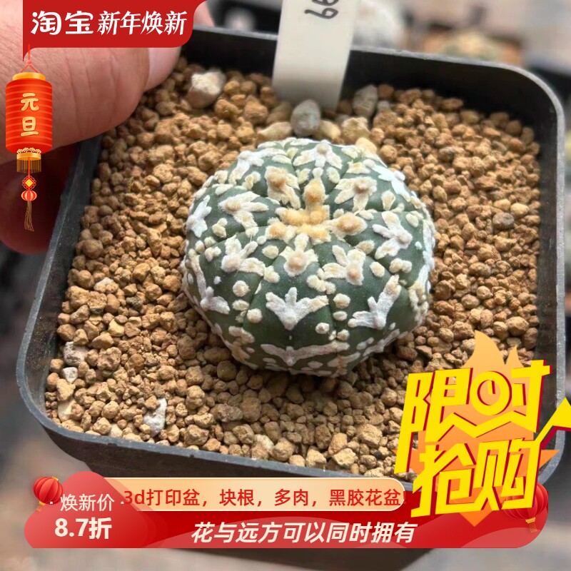 泰系实生海星体v兜/s99潮流星球属仙人球多肉一物一拍包邮9/15