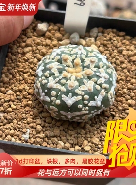 泰系实生海星体v兜/s99潮流星球属仙人球多肉一物一拍包邮9/15