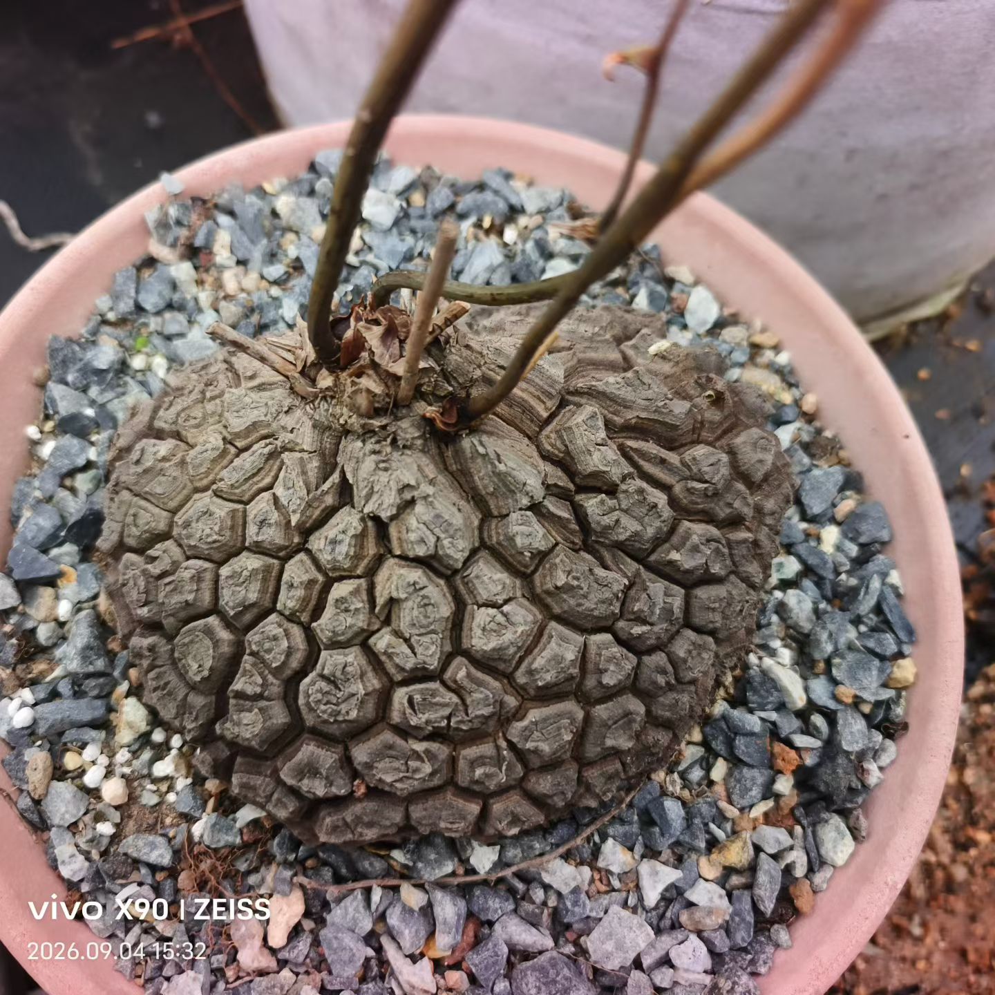 爱心墨西哥龟甲龙块根懒人植物潮流多肉一物一拍包邮9/5