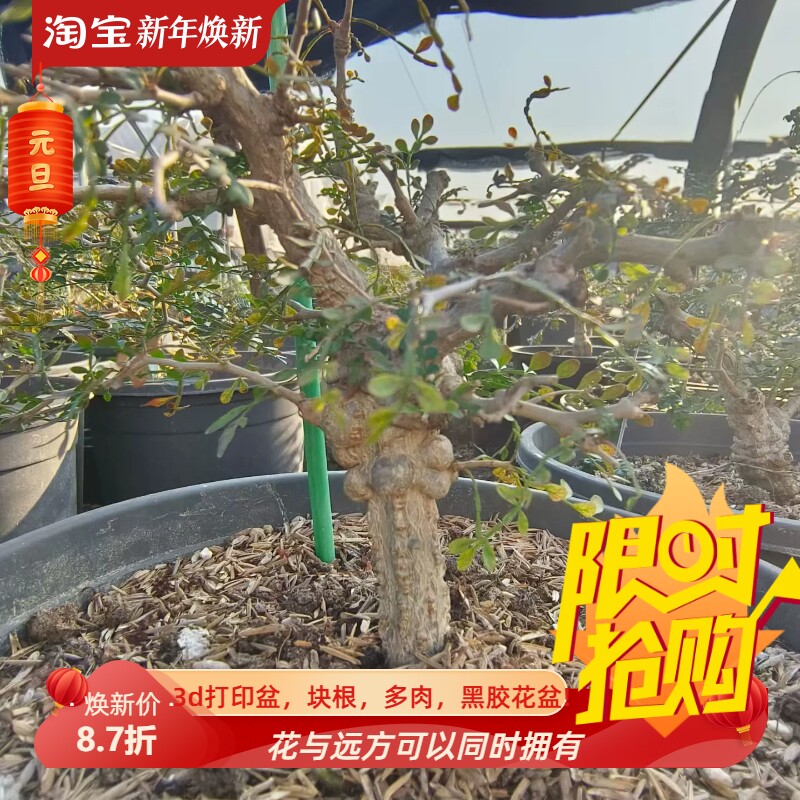 巨瘤矮桩子象足漆树沙生桌面绿植块根一物一拍多肉包邮12/10
