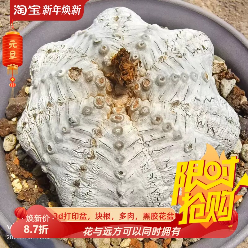 落地浓白海星v兜潮流懒人沙生桌面仙人球一物一拍稀有品种包邮7/1