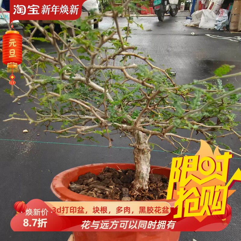 实生象足漆,矮桩子。室内盆栽稀有品种多肉一物一拍包邮9/24