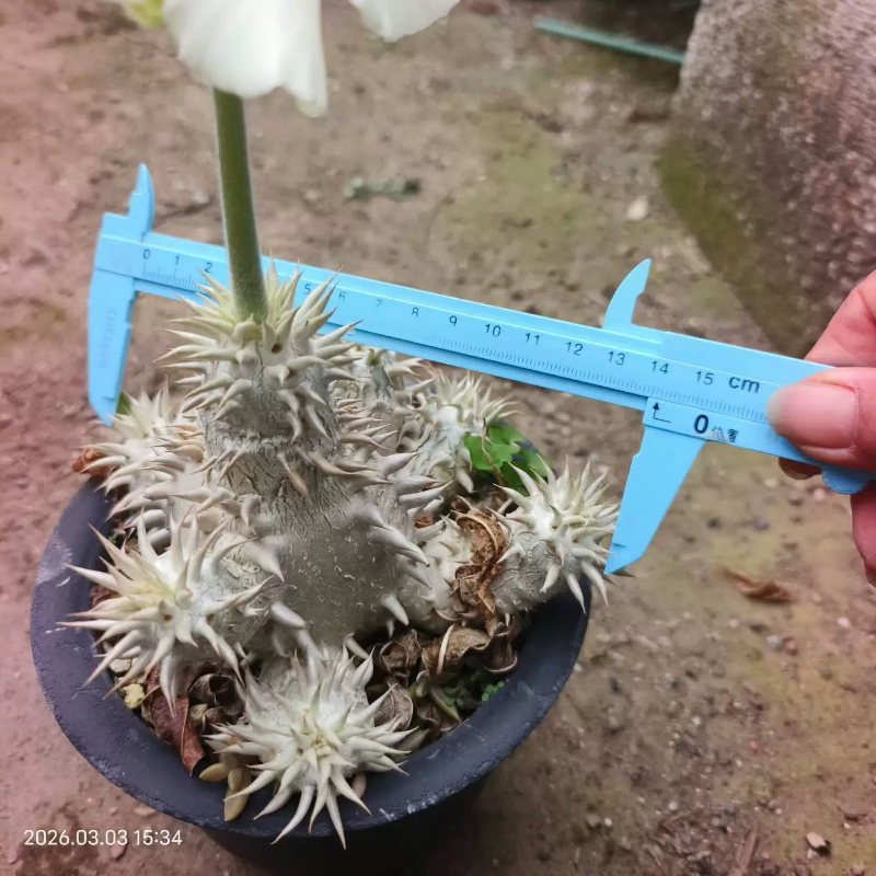 混血的白花惠比须笑棒棰树属块根潮流稀有沙生绿植一物一拍3/5